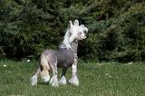 CHIEN NU CHINOIS 065